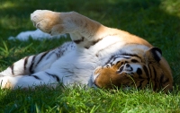 Tiger at Calgary Zoo © Tony Hisgett